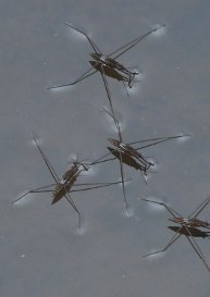 Top view of 4 water strider insects on the surface of a pond. Legs are stretched out onto the surface. There is no sinking.