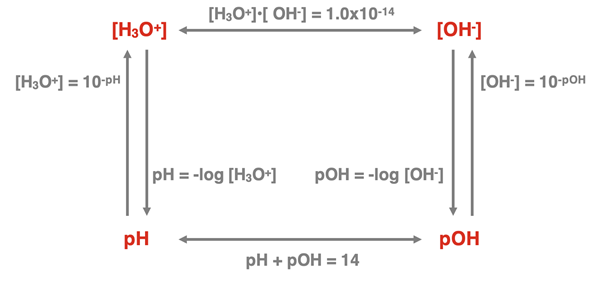Graphic organizer with equations for how to determine pH and pOH values from concentrations of hydroxide and hydronium ion concentrations.
